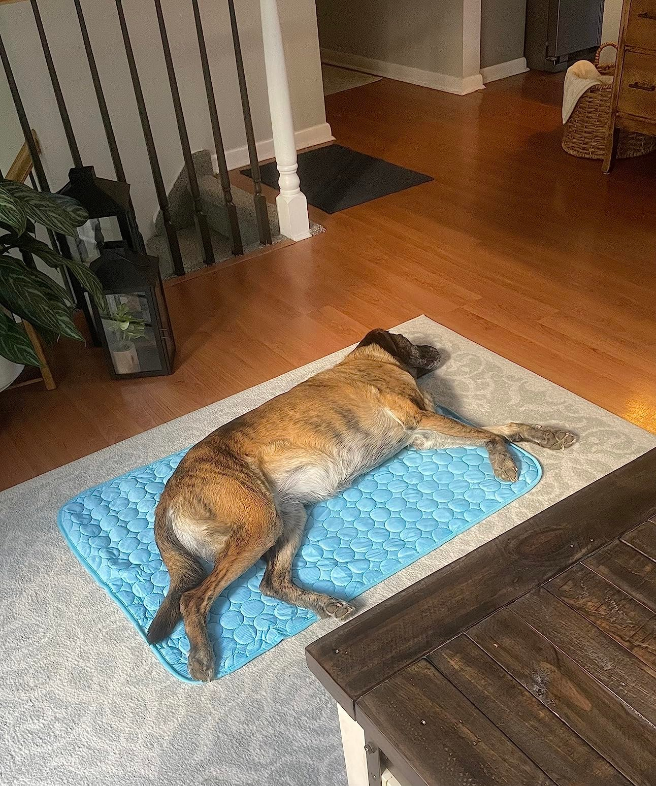 🔥Hot Sale 49% OFF - Dog Cooling Mat (4x more effective)