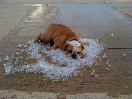 🔥Hot Sale 49% OFF - Dog Cooling Mat (4x more effective)